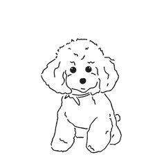 Poodle, minimalist style, cute puppy