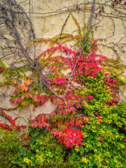 Climbing ivy in autumn colors