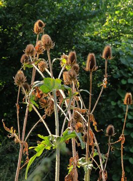 dry and thorny seed vessels of wild teasel close up