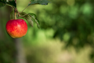 A red apple hangs on a tree with leaves. Agriculture, agronomy, industry