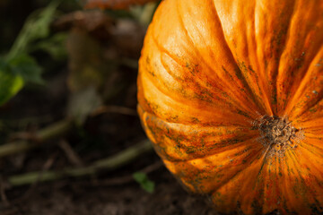Pumpkin in the garden in the leaves. Agriculture, agronomy, industry