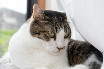 窓辺の猫　キジトラ白