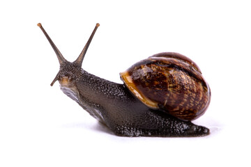 Grape snail, isolated on a white background, macro photography