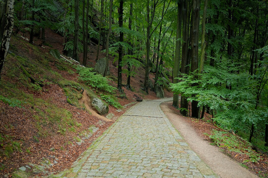 stone path in the forest. dense forest with path.