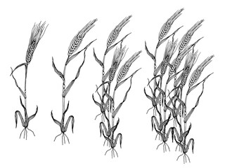 Wheat. Barley or rye plants. Hand drawn grains plant set vector illustration on white background.