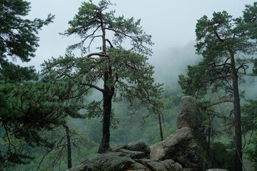 Obraz premium trees grow on a stone mountain. fog in the mountains .rock with trees .fog in the forest.