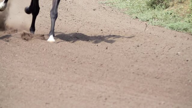 Racehorses at the Racetrack. Slow Motion