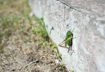 Grasshopper on a white wall with copy space