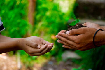 An adult giving a young sprout in the hands of a child.
