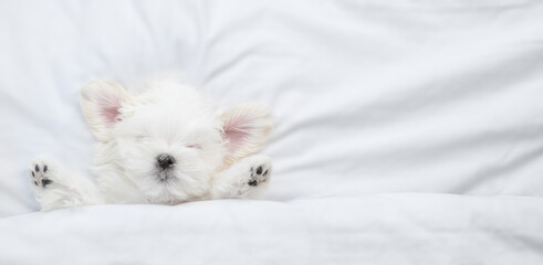 Cute white Lapdog puppy sleeps under warm blanket on a bed at home. Top down view. Empty space for...