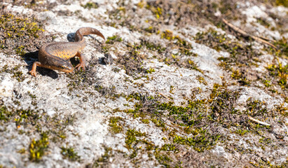 A beautiful brown lizard basks in the sun. Lies on a gray stone