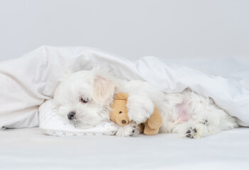 White Lapdog puppy sleeps under white blanket on a bed at home and hugs favorite toy bear