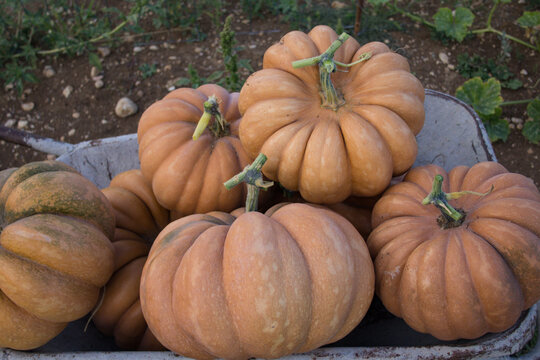 Image of pumpkins in a field just after harvest.
