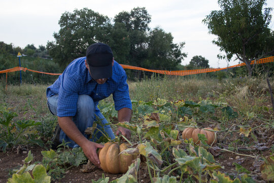 Image of a smiling farmer in a field while harvesting pumpkins.
