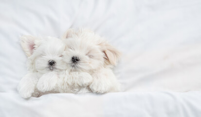 Cute white Lapdog puppies sleep under warm blanket on a bed at home. Top down view. Empty space for...