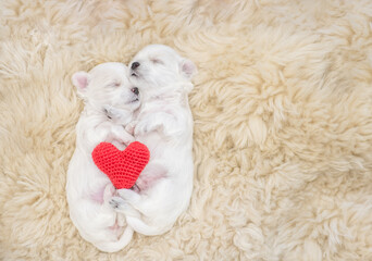 Two tiny cozy lapdog puppies sleeps on a bed at home with red heart. Top down view. Empty space for text