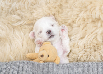 Newborn lapdog puppy sleeps under white blanket on a bed at home and hugs favorite toy bear before...