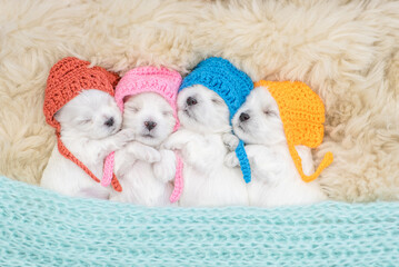 Four tiny white lapdog puppies wearing warm hats sleep on a bed at home. Top down view