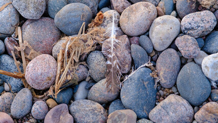 Seashore after a storm. Seaweed and bird feathers were scattered on the rocky beach. Textured rocky sea background.