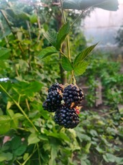 blackberry bush in the garden