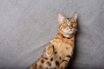 Bengal domestic cat relaxing on a plaid.