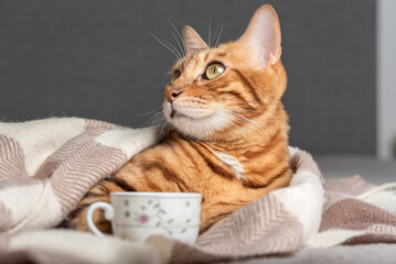 The cat, wrapped in a warm scarf, lies on the bed with a cup of tea.