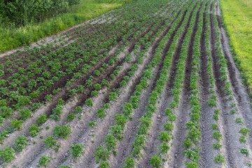 cultivation of an environmentally friendly product, potatoes grow