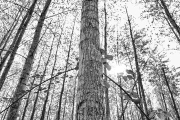 Shallow focus of part of a tree trunk on a young tree seen in a wilderness location. A large bramble arcs the rear of the tree.