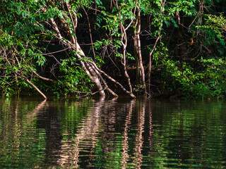 Amazonia -  wall of green tropical forest of the Amazon jungle, green hell of the Amazonia. Selva on the border of Brazil and  Peru. Yavari river in Javari Valley, (Valle del Yavarí) South America.