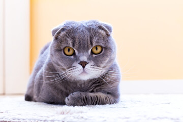 A gray cat lies on the floor and stares intently