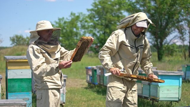 Two experienced apiarists holding heavy honey frames covered with bees. Younger man is smiling satisfactory looking at frame. Lots of bees flying around.