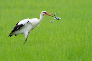 A white stork (Ciconia ciconia) on a rice field hunting a snake