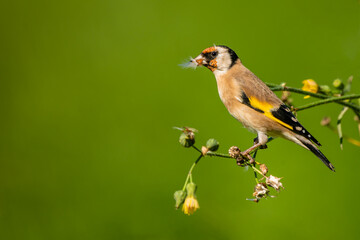 European Goldfinch Carduelis carduelis perched eating seeds