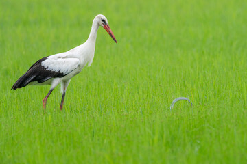 A white stork (Ciconia ciconia) on a rice field hunting a snake
