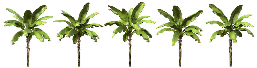 Banana tree isolated with five different variations.