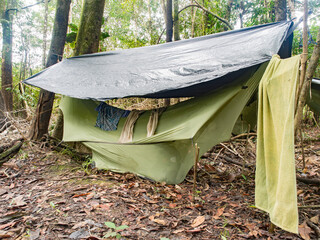 Amazon Jungle