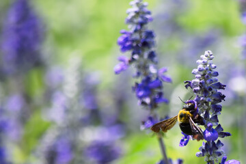 アキキリ属の花に蜂が蜜を吸う風景