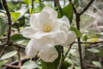 Gardenia flower surrounded by green leaves