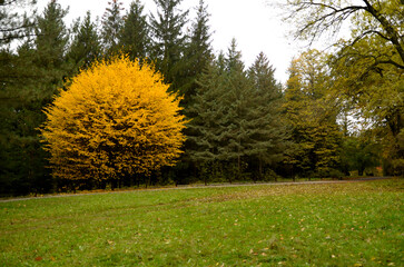 Round shape yellow tree in the park