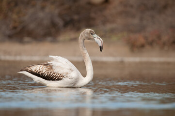 Juvenile greater flamingo Phoenicopterus roseus in a pond. Vargas. Aguimes. Gran Canaria. Canary Islands. Spain.