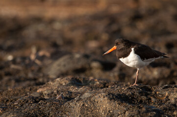 Eurasian oystercatcher Haematopus ostralegus resting. Maspalomas. San Bartolome de Tirajana. Gran Canaria. Canary Islands. Spain.