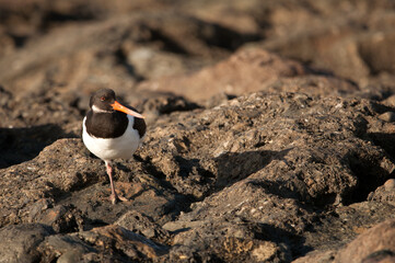 Eurasian oystercatcher Haematopus ostralegus resting. Maspalomas. San Bartolome de Tirajana. Gran...
