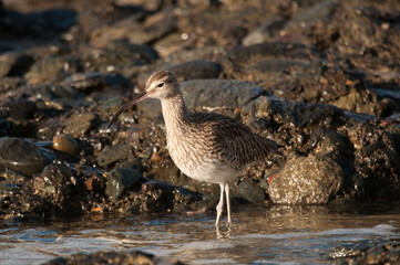 Eurasian whimbrel Numenius phaeopus. Maspalomas. San Bartolome de Tirajana. Gran Canaria. Canary Islands. Spain.