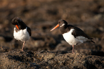 Eurasian oystercatchers Haematopus ostralegus resting. Maspalomas. San Bartolome de Tirajana. Gran...