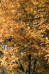 Collection of Beautiful Colorful Autumn Leaves, green, yellow, orange, red. Autumn yellow leaves background in sunny day Seamless tree bark background. Brown tileable texture of the old tree. toned