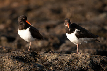 Eurasian oystercatchers Haematopus ostralegus resting. Maspalomas. San Bartolome de Tirajana. Gran Canaria. Canary Islands. Spain.