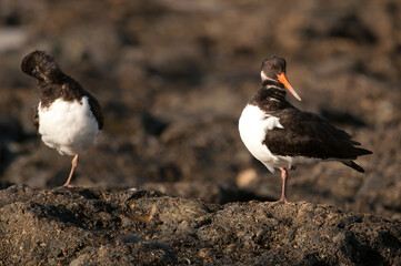 Eurasian oystercatchers Haematopus ostralegus resting. Maspalomas. San Bartolome de Tirajana. Gran Canaria. Canary Islands. Spain.