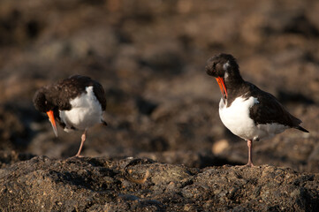 Eurasian oystercatchers Haematopus ostralegus resting. Maspalomas. San Bartolome de Tirajana. Gran...