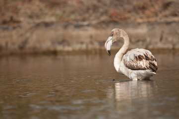 Juvenile greater flamingo Phoenicopterus roseus in a pond. Vargas. Aguimes. Gran Canaria. Canary Islands. Spain.