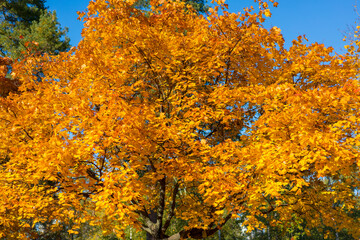 Collection of Beautiful Colorful Autumn Leaves, green, yellow, orange, red. Autumn yellow leaves background in sunny day Seamless tree bark background. Brown tileable texture of the old tree. toned